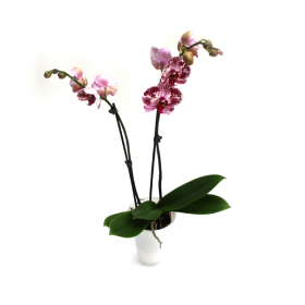 Pisana orhideja